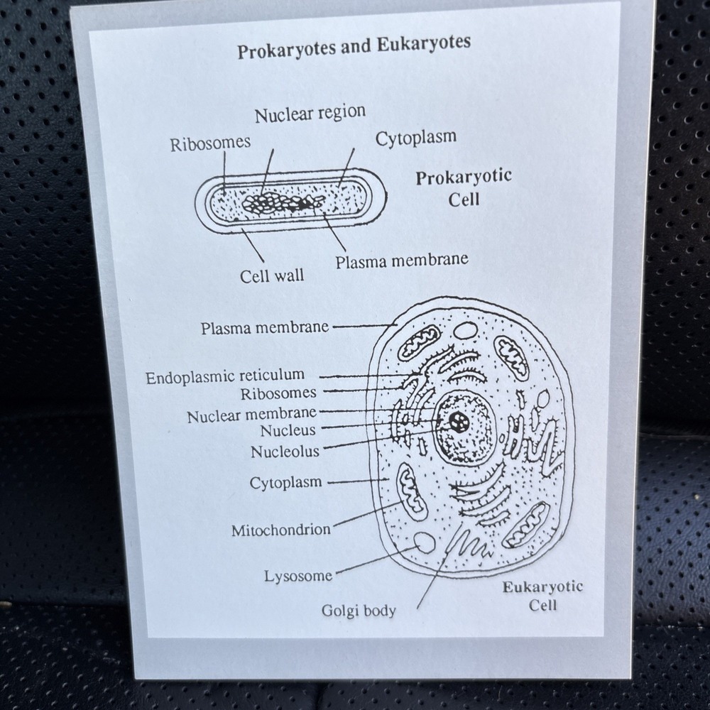 Microbiology Flash Cards Alcamo 1993 Complete 163 Cards StudyAid College Vintage - Picture 6 of 7